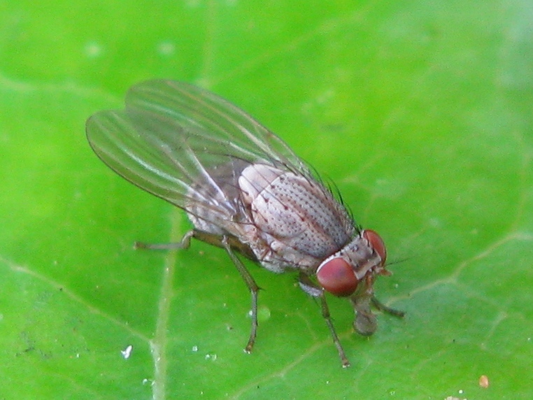 Minettia del gruppo fasciata (Lauxaniidae)